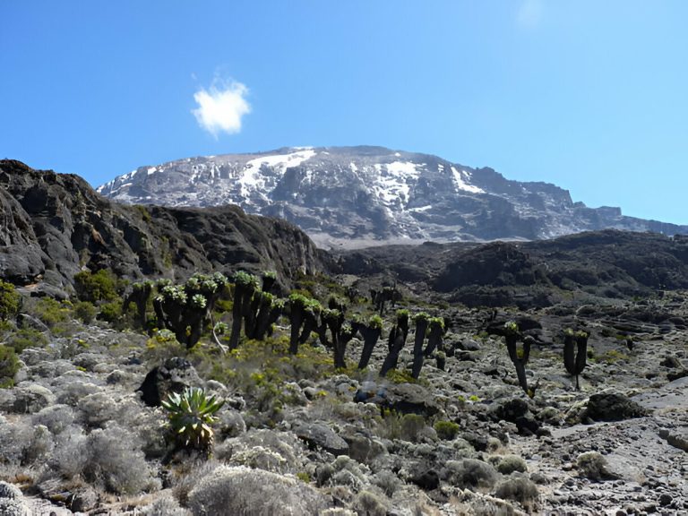 Lemosho Route Kilimanjaro