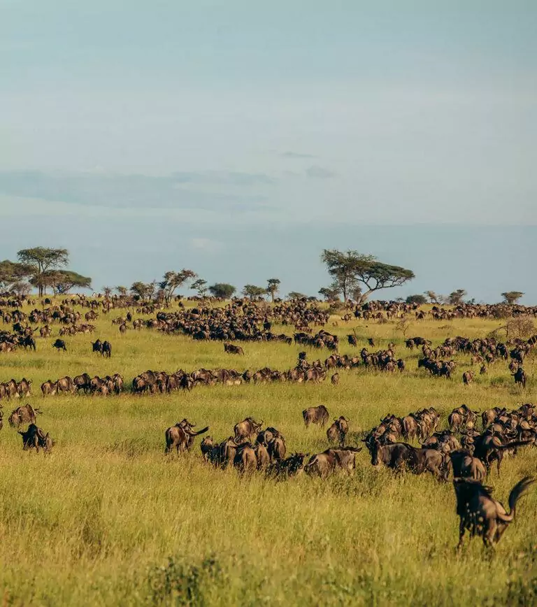 3-Day Serengeti and Ngorongoro Crate Safari